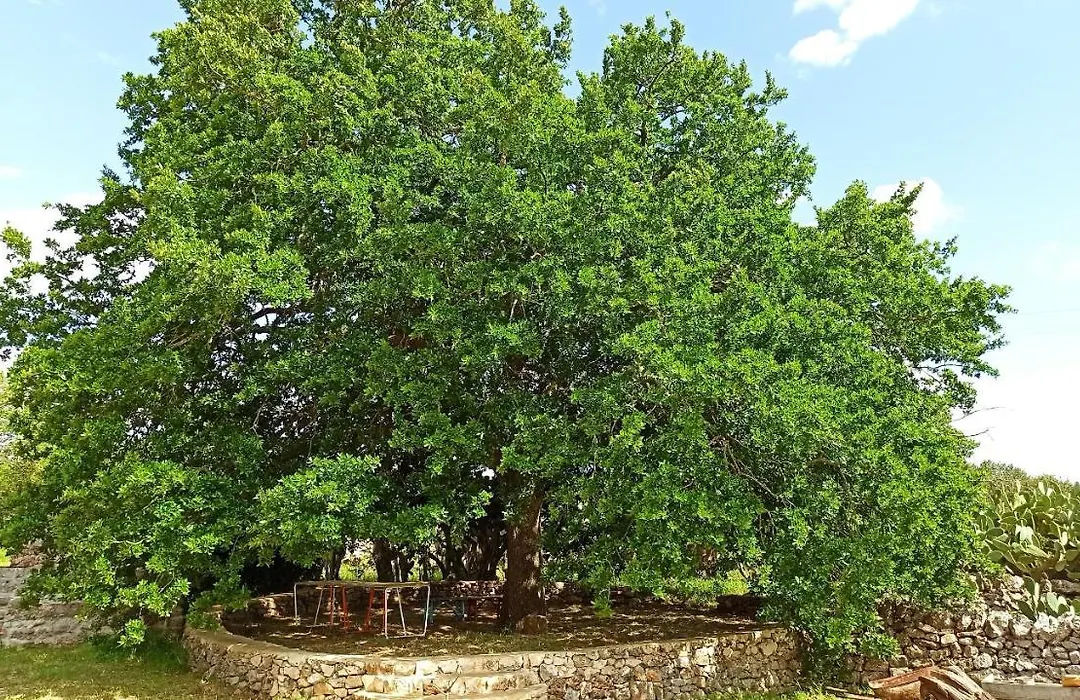 Masseria LoJazzo-1
