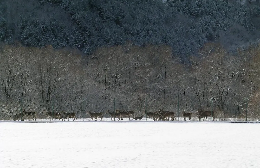 Les Chalets B&B-1
