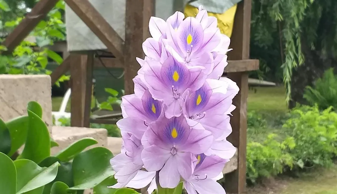 Armonía y Naturaleza B&B-1