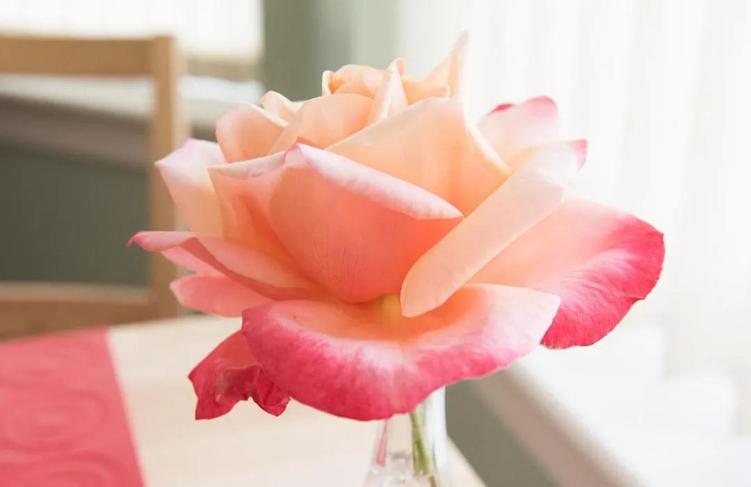The Roses B&B-1