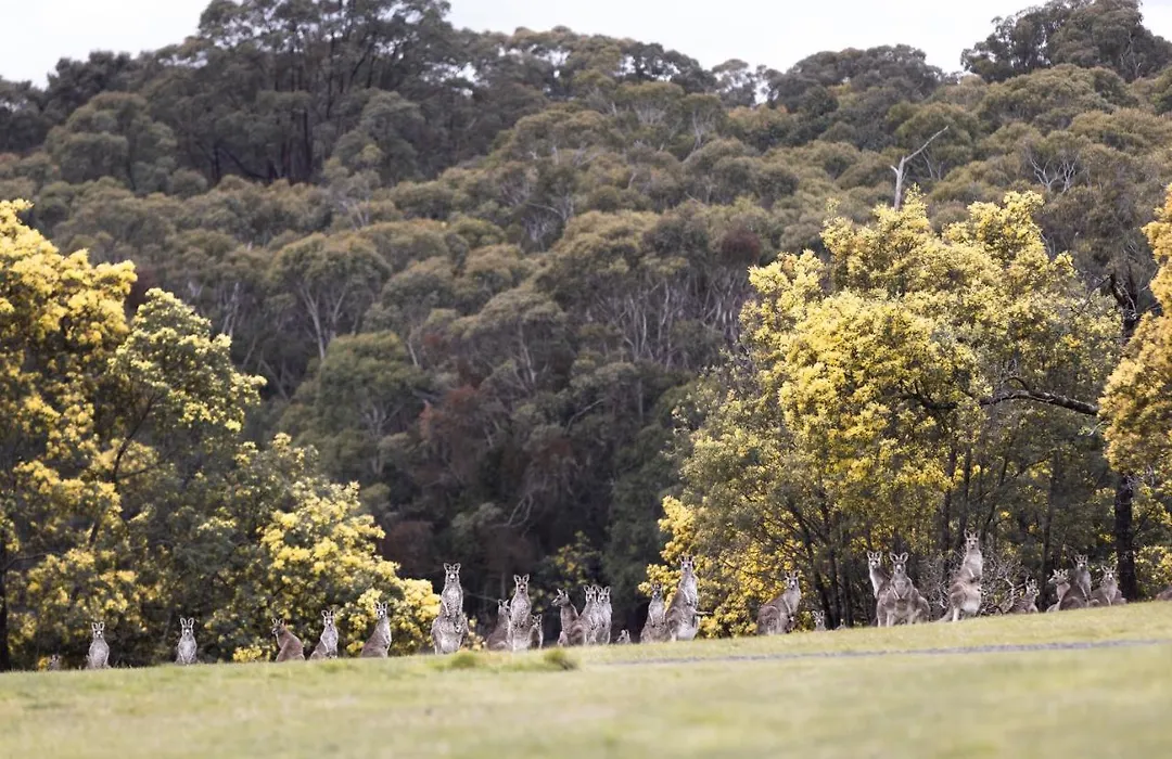Hanging Rock Views-1