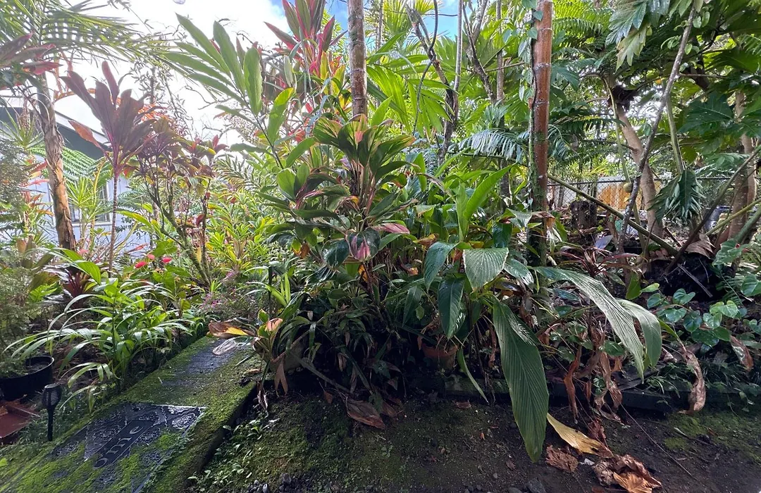 Hawaiian Ohana Home-1