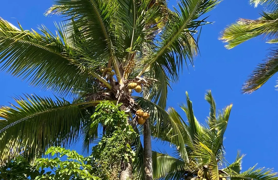 Hilo Bay Oceanfront Bed And Breakfast-1