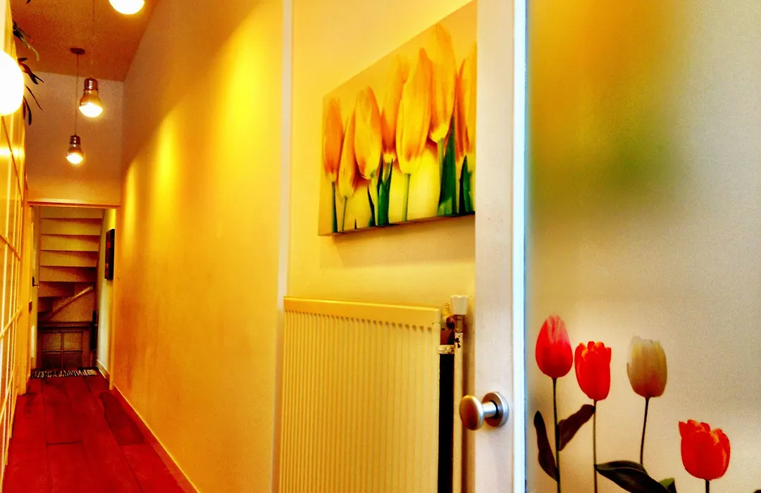Tulip Of Amsterdam-1