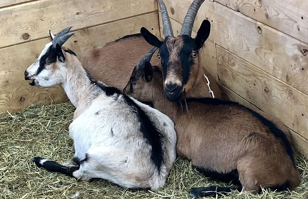 Mountain Goat Lodge-1