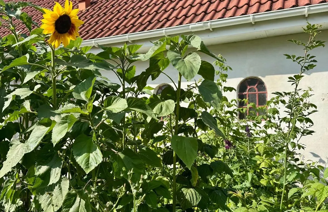 Langagergaard B&B - Thy-1