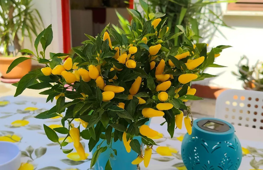Giallo Limone B&B-1