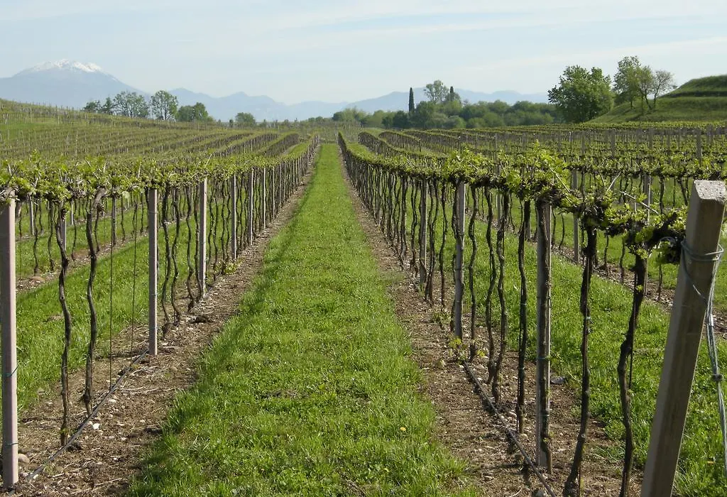 I Vigneti Bed & Breakfast-1