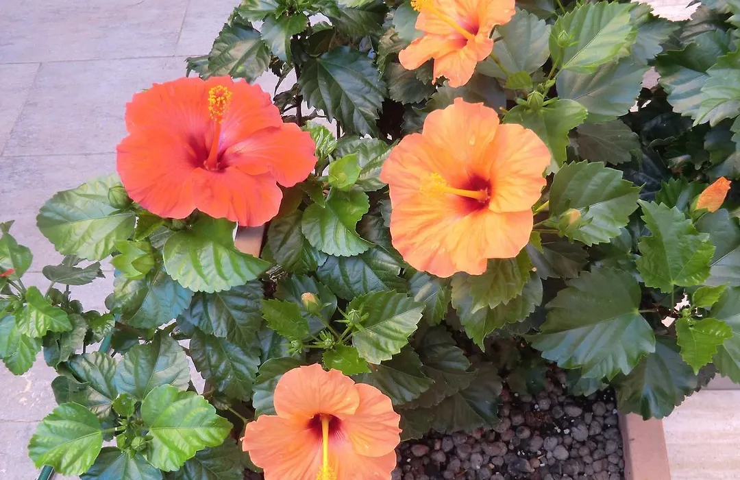 Il Giardino di Alisa-1