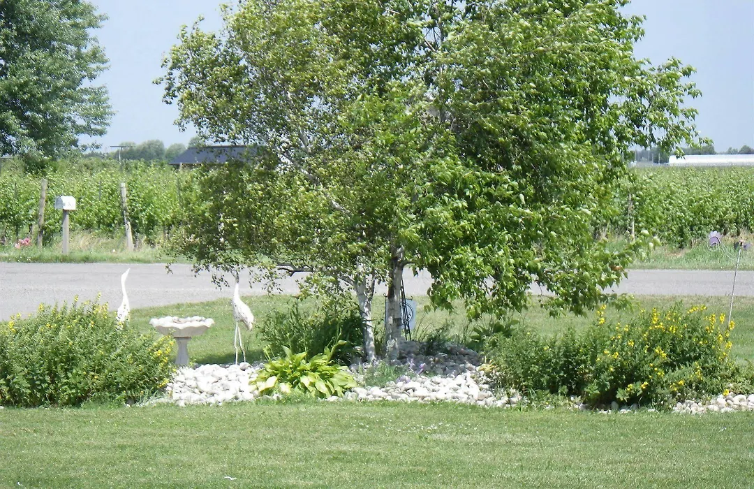 A Vineyard View Bed And Breakfast-1