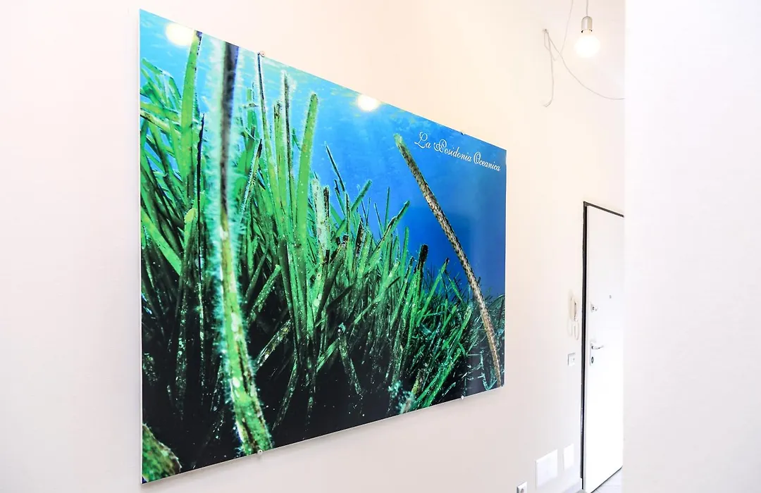 La Posidonia Oceanica-1