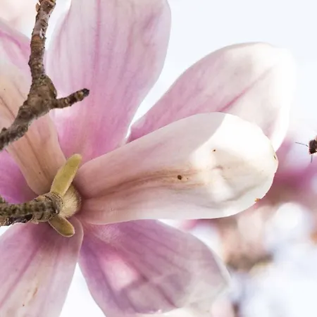 La Magnolia-3