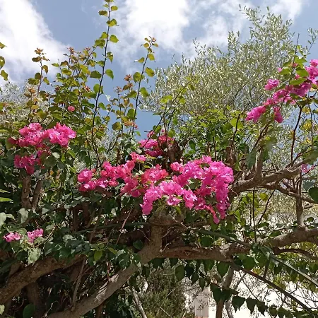 Domus Garden-3