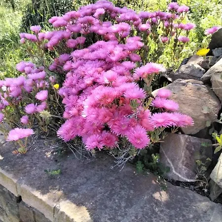 La Rosa Dei Venti-2