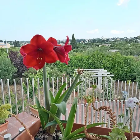 Casa Mastronardi-2
