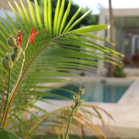 Nuik Casa Tropical-2