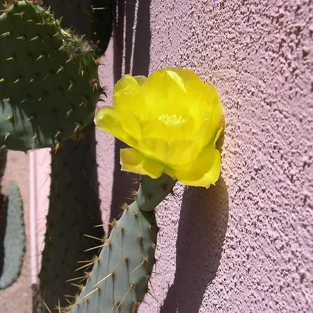 Adobe Rose Inn-3