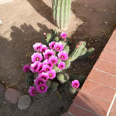 Adobe Rose Inn-2