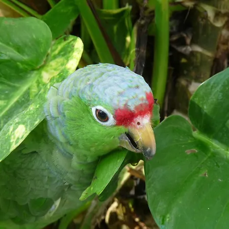 El Tucan Jungle Lodge-3