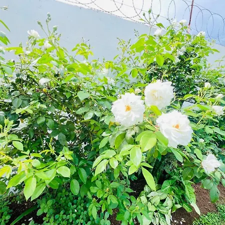 Oteng Lifestyle Bnb-3