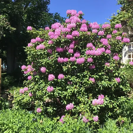 The Stella Rose B&B-3