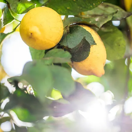 Lemon Tree Stay-2