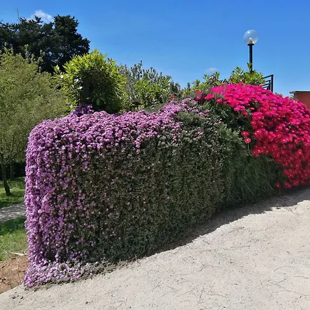 Vigna dell'Agrifoglio - Bed&Breakfast-2