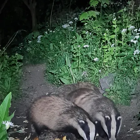 Badger Bar-3