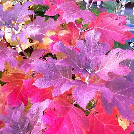 Grand Avenue Bed And Breakfast-3