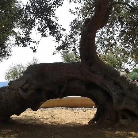 Lama Cupa-2
