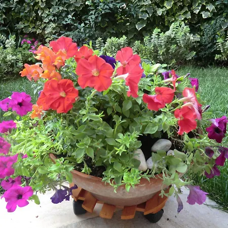 Il Giardino di Alisa-3