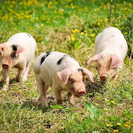 Huntstile Organic Farm-2