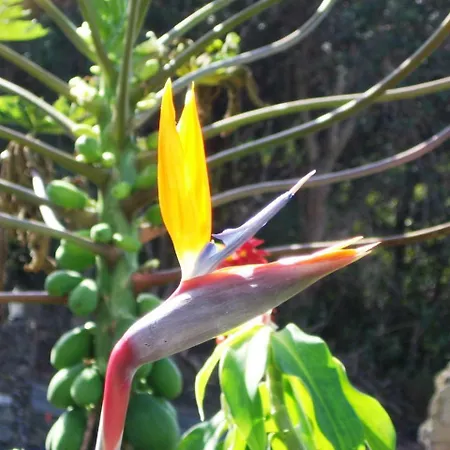 Mango Sunset Bnb Inn At Lyman Organic Kona Coffee Farms-2