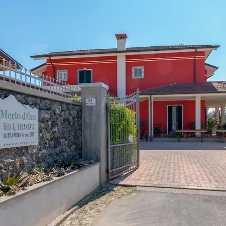 Merlo d'Oro-3