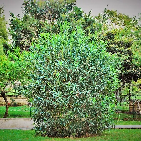 Roma Eur Bed & Breakfast-3