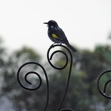 Austiny Bed And Breakfast Victor Harbor-3