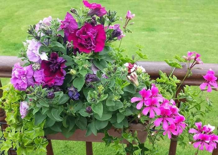 Riverwalk House B&B Oughterard