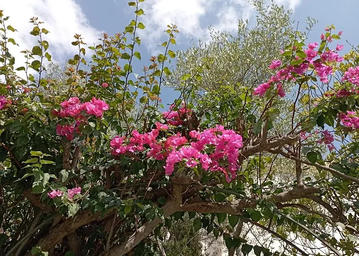 Bed and Breakfast Domus Garden Olbia