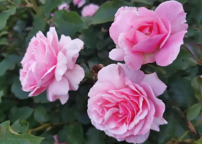 B&B La Casa del Barbiere Modena