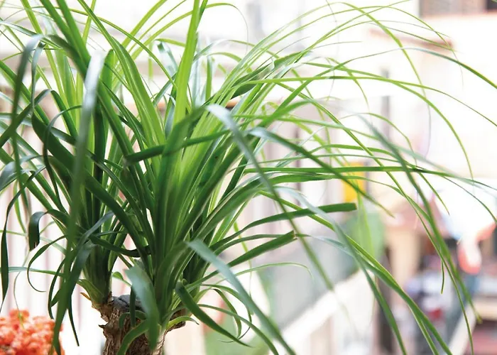 Napoli Botanik Bed And Breakfast