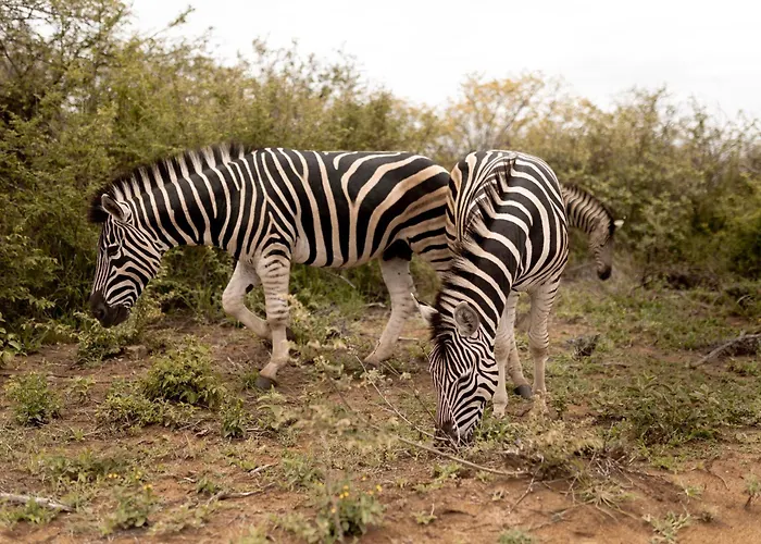 Little Kubu Lodge Hoedspruit