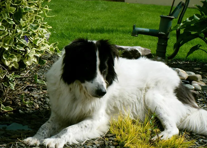 Ashfield B&B Kenmare