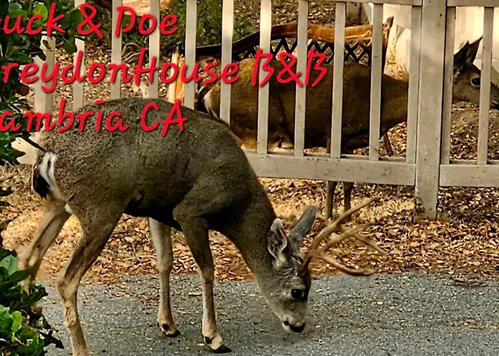 Dreydon House Bed And Breakfast Cambria