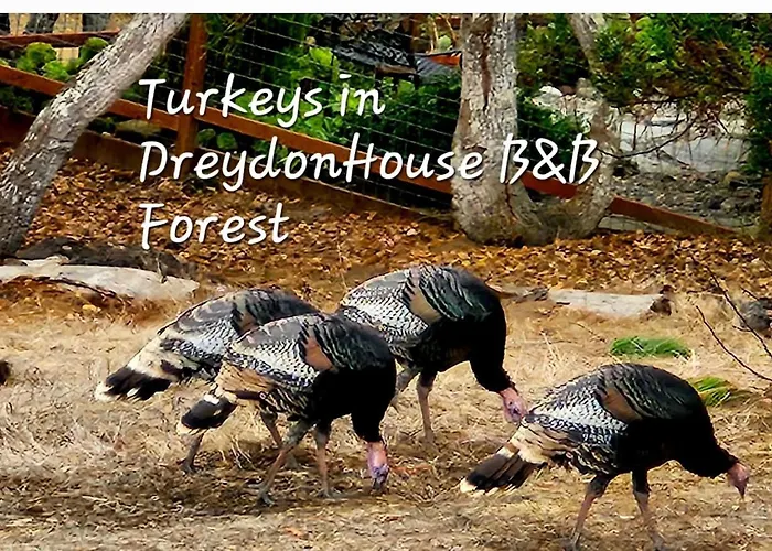 Dreydon House Bed And Breakfast Cambria