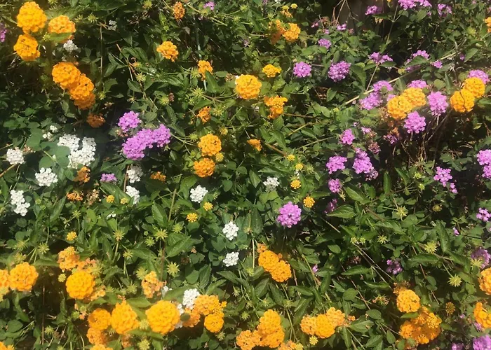 Bed and Breakfast Gelso Roma