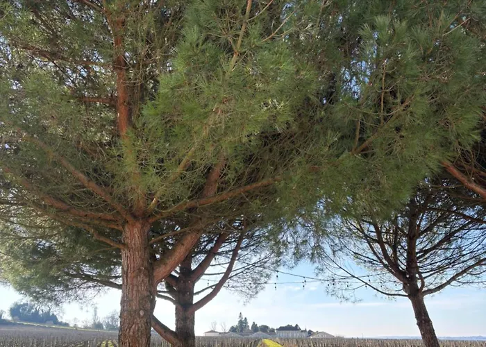 Clos Des Jacobins Saint-Emilion