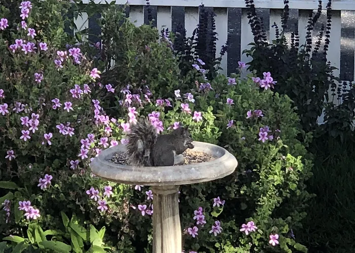 Olallieberry Inn Bed And Breakfast Cambria