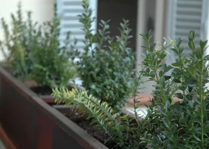 Ghibellino B&B Arezzo