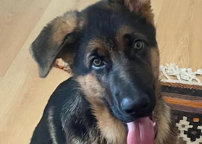 Edelweiss Bed & Breakfast Stellenbosch