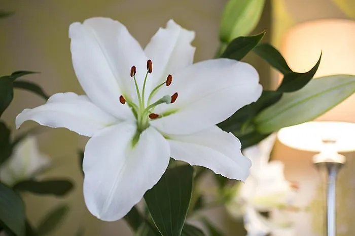 The Hollies Hotel Newark-on-Trent 